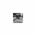 CREPUSCULUM Visions of the Apocalypse CD