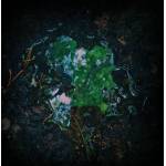 AUKELS Ebwaidlisna CD