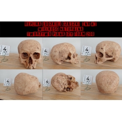 Replika czaszki nr 4